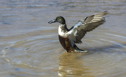 迁徙到深圳过冬的赤颈鸭