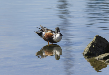 迁徙到深圳过冬的赤颈鸭