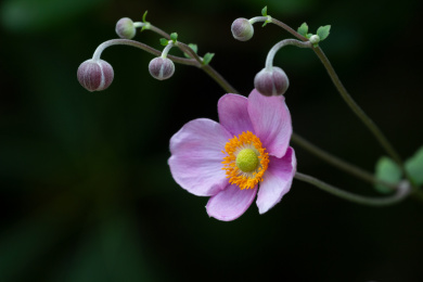 毛茛科植物打破碗花花