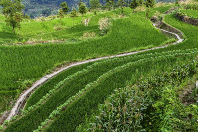 浙南永嘉山区茗岙梯田风光