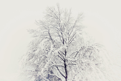 中国湖南娄底一下雪就成了玉树琼枝