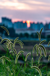 山东济宁邹城孟子湖湿地公园狗尾草