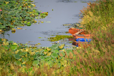 山东济宁邹城孟子湖湿地夏天