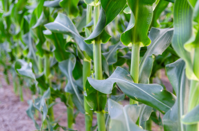 农场里生长着的玉米秸秆