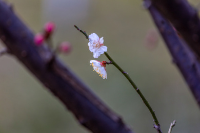 白色梅花
