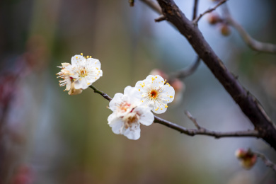 白色梅花