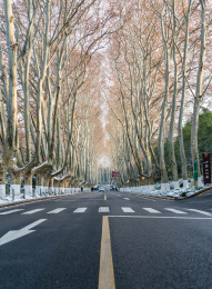 梧桐大道低角度雪景阳光