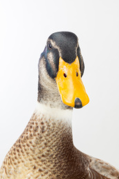 注视镜头的青头鸭肖像特写