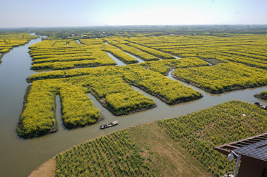 垛田油菜花
