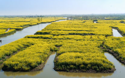 垛田油菜花