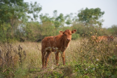 草地上养殖的一头小黄牛