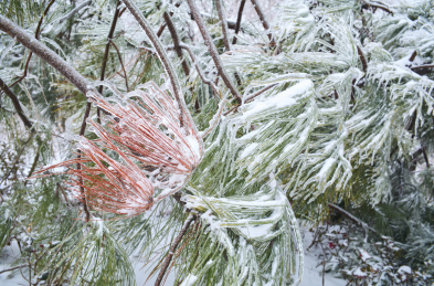 冻雨和大雪后被冰雪包裹的松针