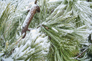 冻雨和大雪后被冰雪包裹的松针