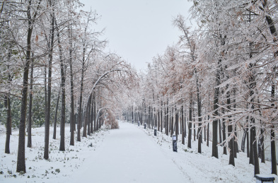 皑皑白雪中的湿地生态公园