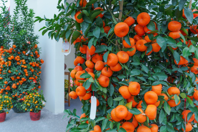 佛山花卉世界陈村迎春花市新春年桔树