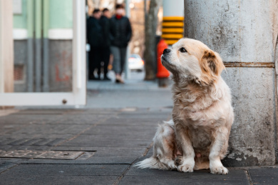 城市街道路边上坐着的一条狗