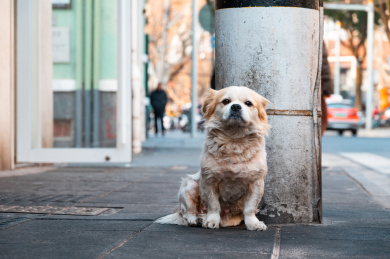 城市街道路边上坐着的一条狗