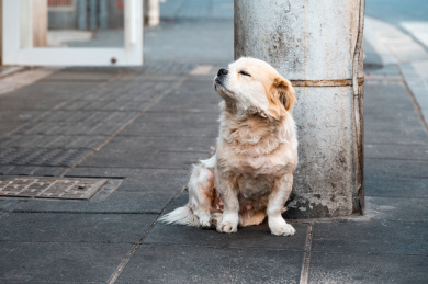 城市街道路边上坐着的一条狗
