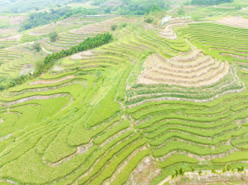 海南五指山牙胡梯田美景