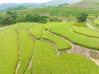 海南五指山牙胡梯田美景