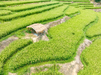 海南五指山牙胡梯田美景