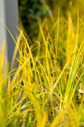 路边黄色的小草特写