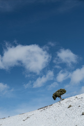 青藏高原白雪山坡上的一棵树