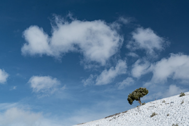 青藏高原白雪山坡上的一棵树