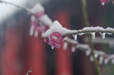 武汉东湖梅园雪中梅花盛开