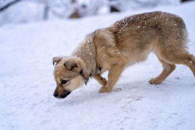 一只在雪中玩耍的中华田园犬特写