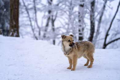 一只在雪中玩耍的中华田园犬特写