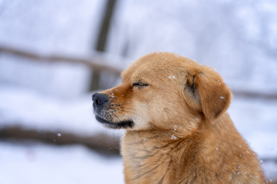 一只在雪中玩耍的中华田园犬特写