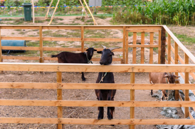 乡村农场里圈养的黑色小山羊