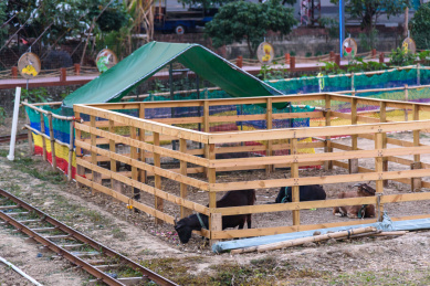 乡村农场里圈养的黑色小山羊