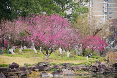 梅花园里的红梅绽放