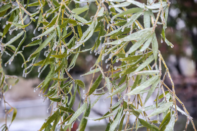 冻雨中植被树木等表面冻结了一层冰凌