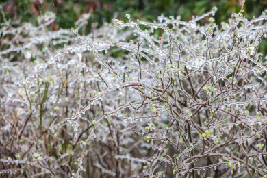 冻雨中植被树木等表面冻结了一层冰凌