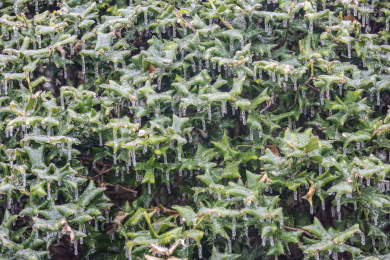 冻雨中植被树木等表面冻结了一层冰凌