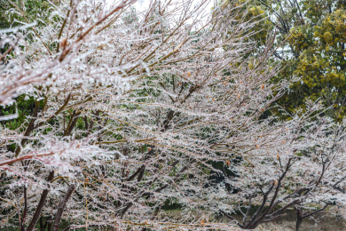 冻雨中植被树木等表面冻结了一层冰凌