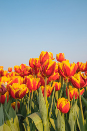 晴朗天气下开放的一片郁金香