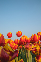 晴朗天气下开放的一片郁金香