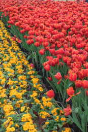 晴朗天气下开放的一片郁金香