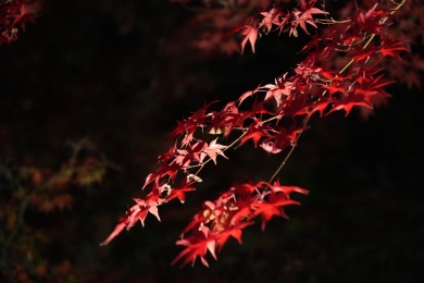 夜晚的枫叶林