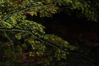 夜晚的枫叶林