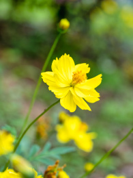 春天的黄秋英花硫磺菊花特写