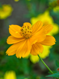 春天的黄秋英花硫磺菊花特写