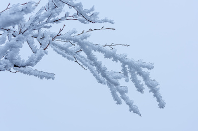 冻雨中结满冰雪的树枝