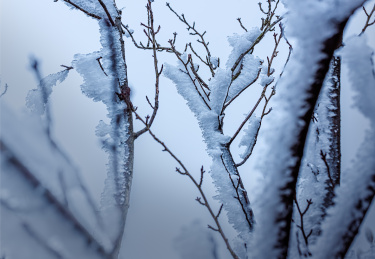 冻雨中结满冰雪的树枝