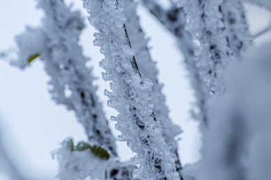 冻雨中结满冰雪的树枝