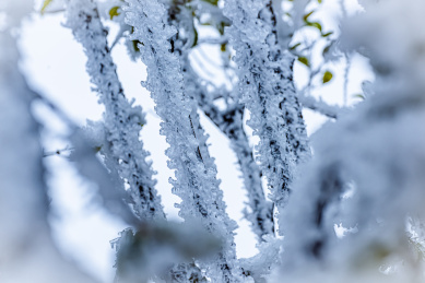冻雨中结满冰雪的树枝